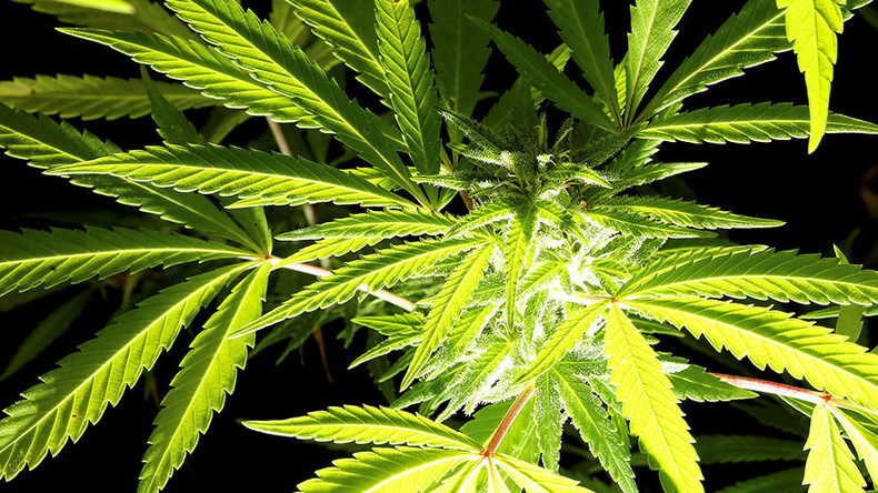 Oxford University to spend millions researching cannabis