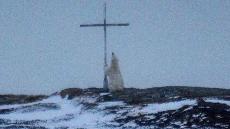 Paws for reflection: Polar bear captured 'praying' next to cross (PHOTOS)