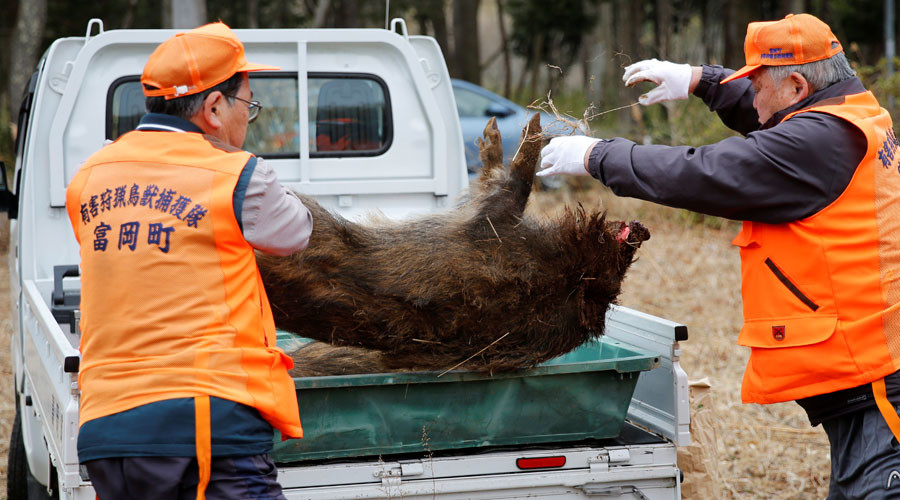 radioactive fukushima rt boars culled boar urged locals return toru hanai reuters returning residents clear way