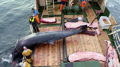 ‘Horrific’: Animal rights groups slam Norway for killing pregnant whales