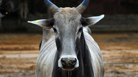 Holy cow! Butchers face life sentence in India for slaughtering sacred animal