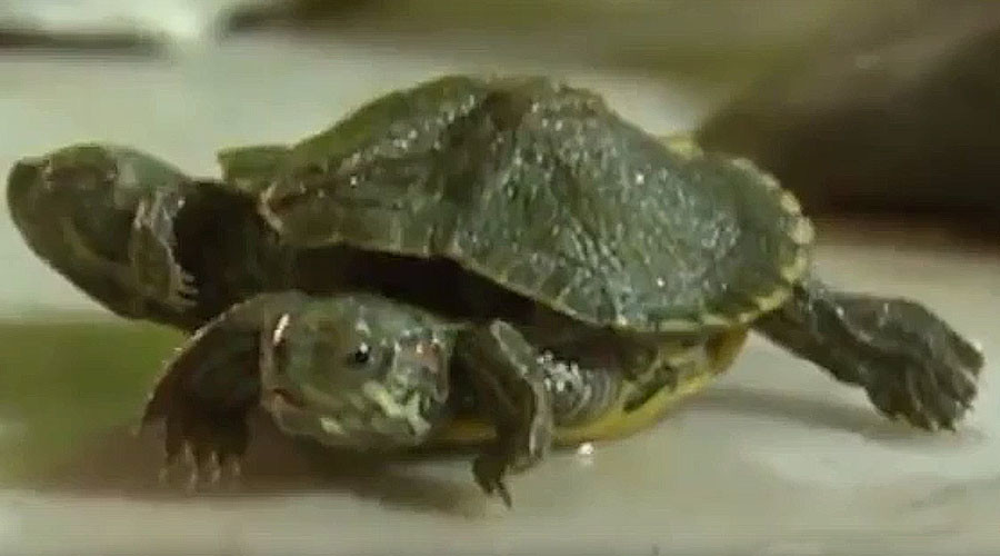 Cowabunga! Real life mutant turtle with 2 heads & 6 legs found in ...