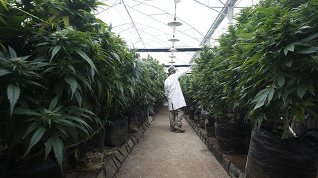 Alleged British ‘drug smuggler’ escapes death penalty in Egypt