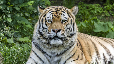 Tiger kills zookeeper at British wildlife park in ‘freak accident’