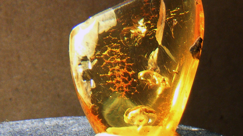 99 million yo toothed bird found near-perfectly preserved in amber ...