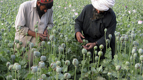 FILE PHOTO: Afghan farmers work on a poppy field © Abdul Qodus