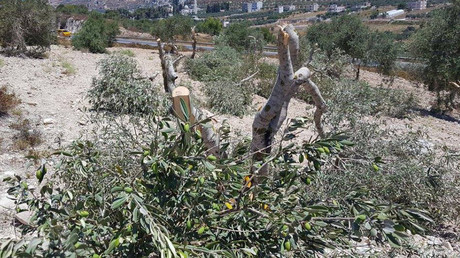 Israeli settlers suspected of destroying 45 olive trees in act of ‘revenge’ against Palestinians