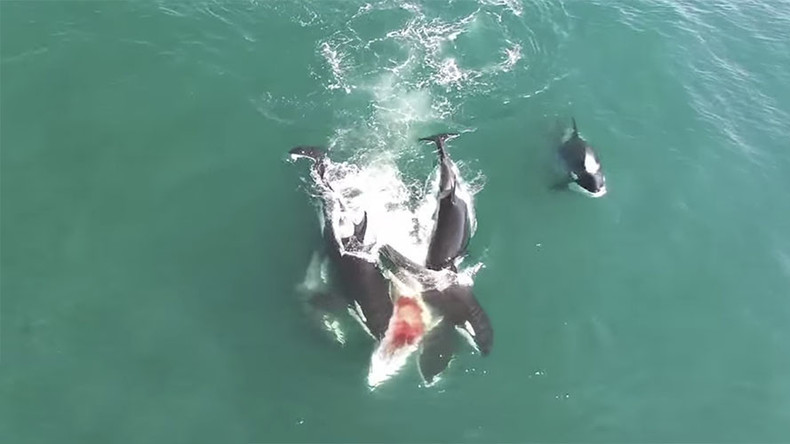Carnivore orcas hunt down 12-meter whale in dramatic rare footage from Russia (VIDEO)