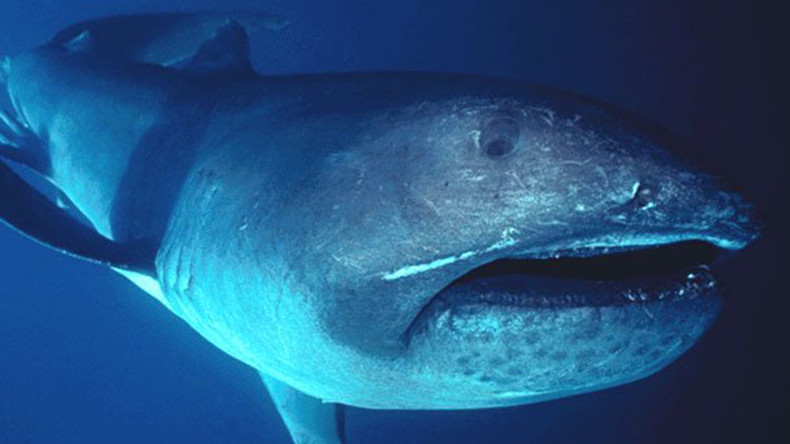 Rare megamouth shark swims with diver off Komodo Island (VIDEO) — RT Viral