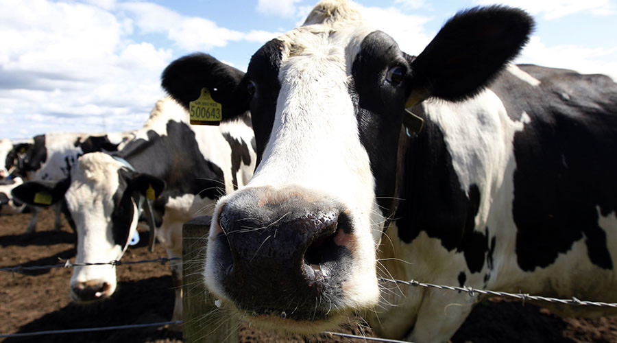Cows could be surprising ally in fight against HIV