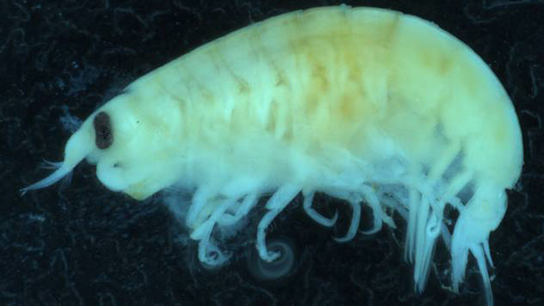 Flesh-eating ‘sea fleas’ savage teenager’s legs in bloody feeding frenzy (DISTURBING IMAGES)