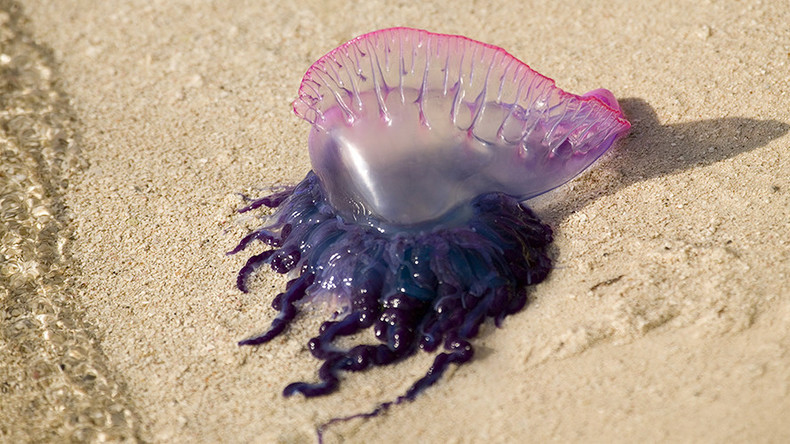 Portuguese men-of-war: Killer creatures lurking in Cornish waters — RT ...