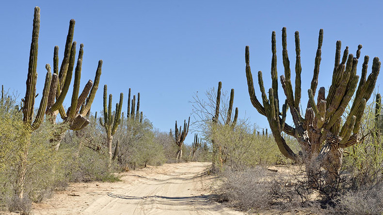 ‘Narcos’ location scout found riddled with bullets in Mexico