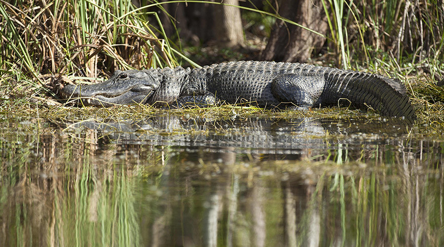 Gator greeting: Houston resident returns home after flooding, finds 9ft ...