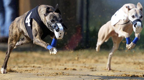 Druggy Doggy: Irish champion greyhound banned after testing positive for cocaine 3 times