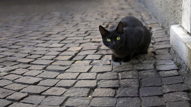 ‘Witchcraft’ blamed for disappearance of 7 black cats from Yorkshire villages