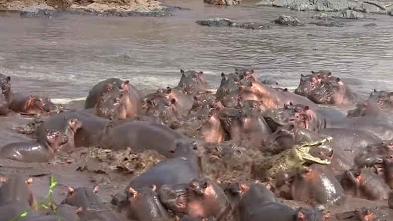 Gang of 30 angry hippos attacks croc in Tanzania (VIDEO)