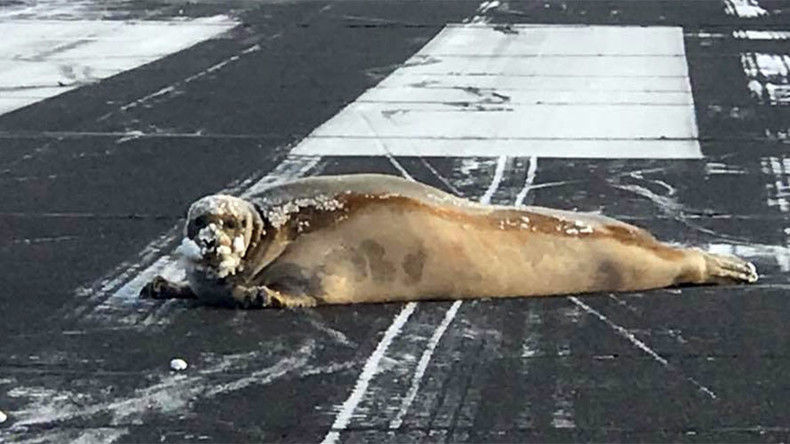 Alaska problems: Seal blocks airport runway while ‘sunbathing’ (PHOTO)