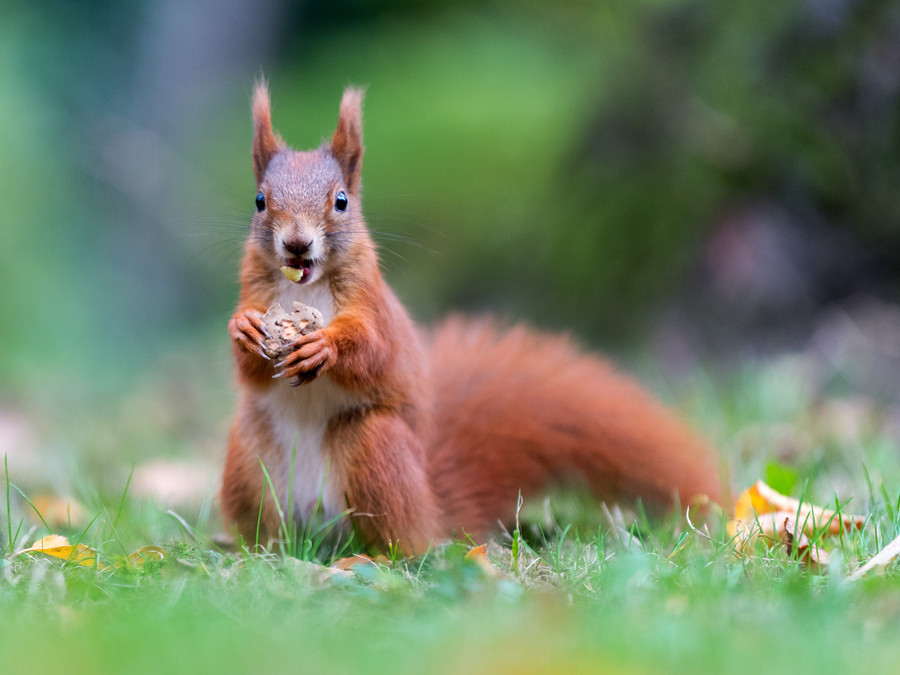 Viking squirrels may have brought leprosy to Britain, according to ...
