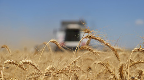Russian grain exports near record of 50mn tons
