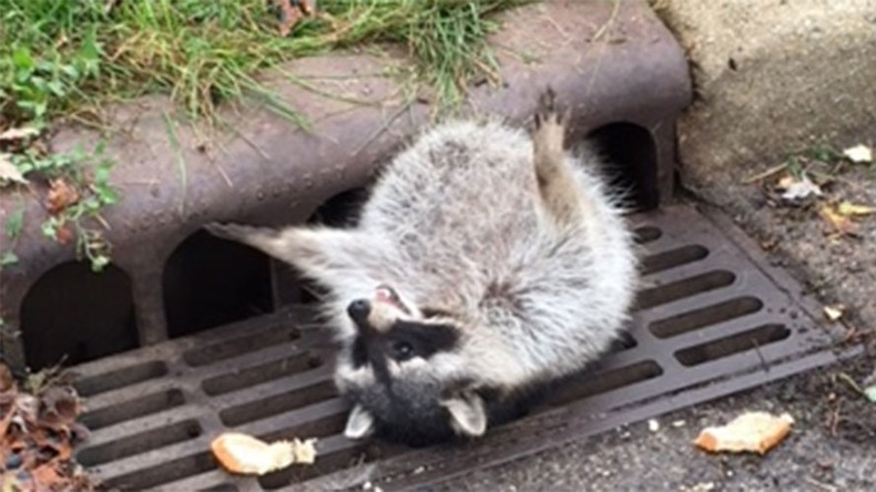 Chicago PD resort to backup to rescue fat raccoon trapped in sewer grate (PHOTOS, VIDEO)