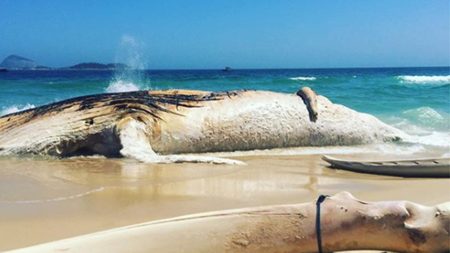 Tragic beauty: 30-ton humpback whale washes up on Rio beach (VIDEO, PHOTO)