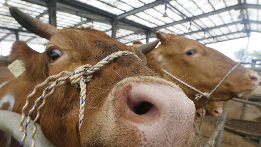 Human strain of mad cow disease found in skin - study