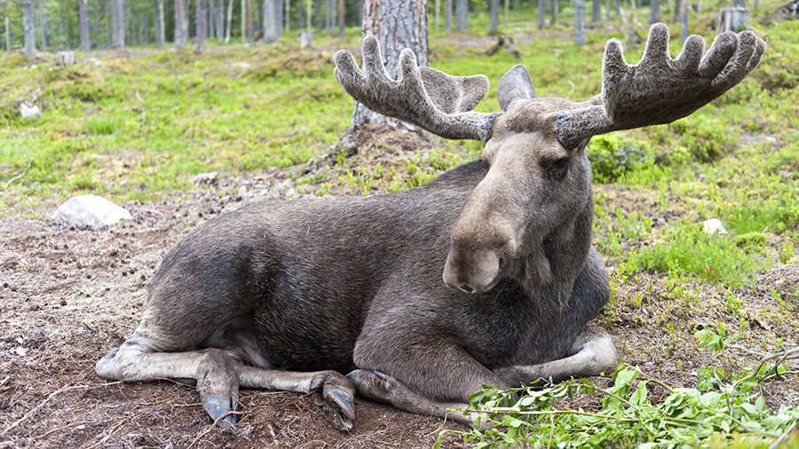 Finnish media fall for ‘Soviet battle moose’ hoax, probed by regulator