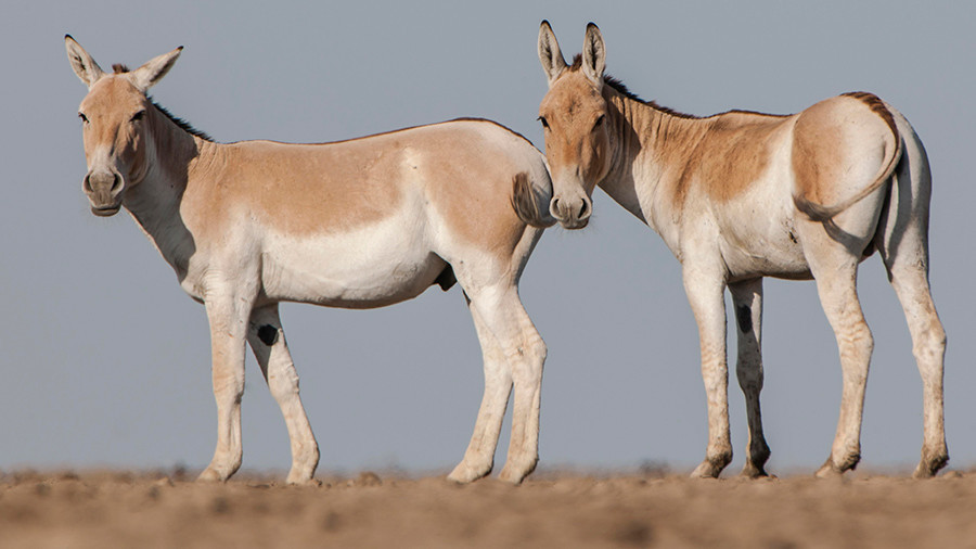 Bad-ass criminals: Indian prison throws 8 donkeys behind bars for munching on costly plants (VIDEO)