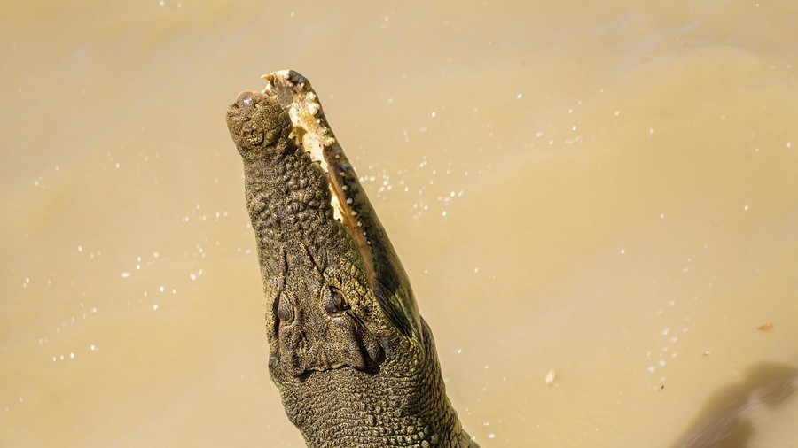 Terrifying moment world’s most dangerous crocodile bites British tourist (VIDEO) 