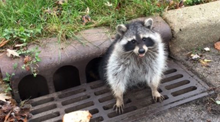 raccoon fat sewer zion grate rescue police racoon rt backup trapped animals drain stuck wild wake pd chicago resort weight