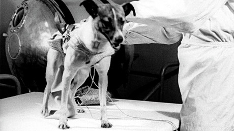 Sacrifice for humanity: 60yrs since heroic death of pioneering Soviet space dog Laika