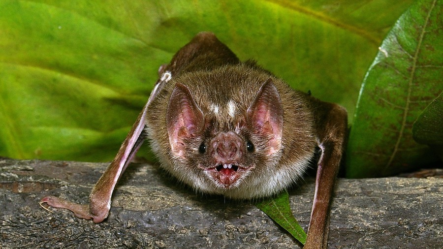 Vampire bats in Peru killing more cows than previously thought – study