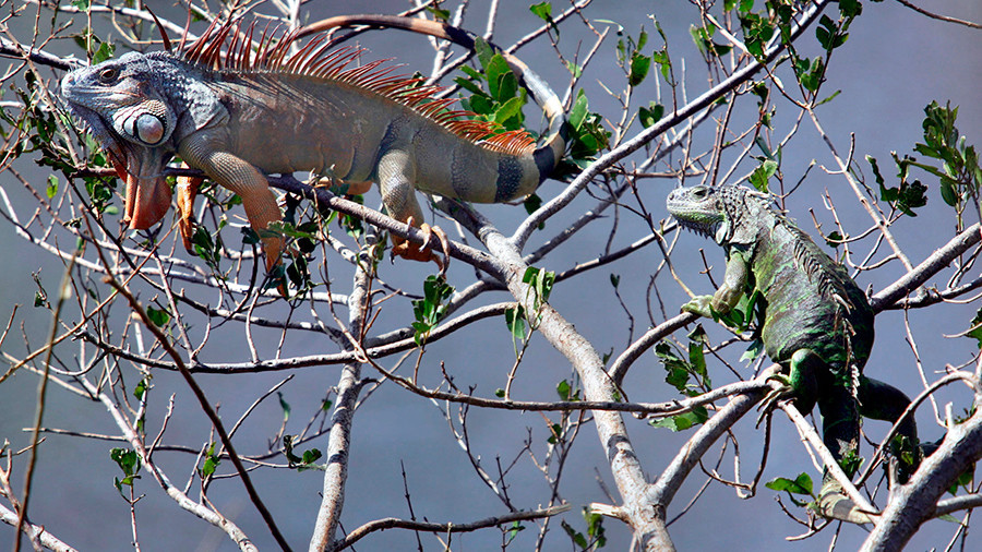 Iggy popsicle: Freezing iguanas fall from trees in Florida (PHOTOS ...