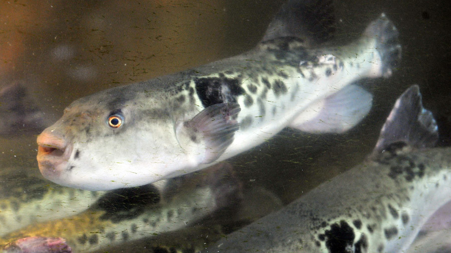 fugu fish death