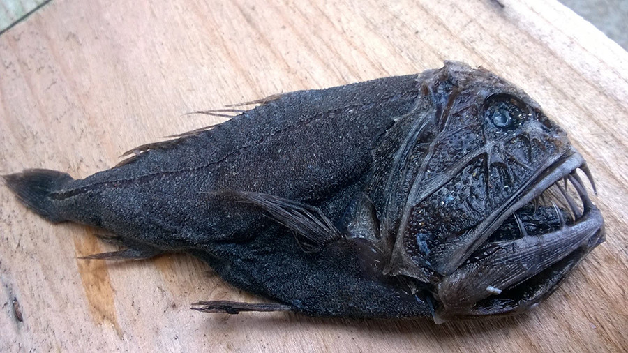 Ghoulish deep-sea fish wash up on Scottish beach (PHOTOS) — RT World News