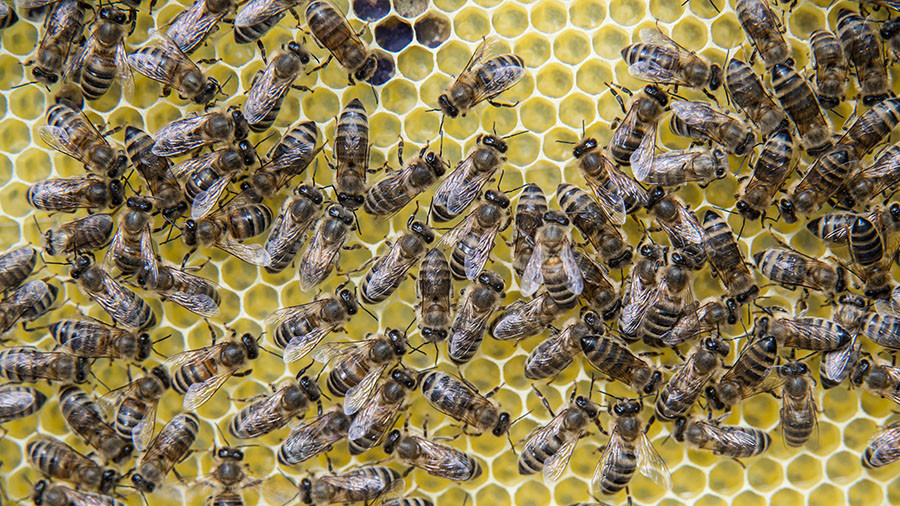 2 boys arrested for vandalism that killed 500k bees — RT USA News