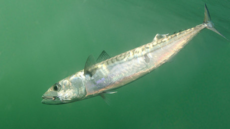 Tommy Robinson sent direct Twitter messages to far-right terrorist suspect, court hears