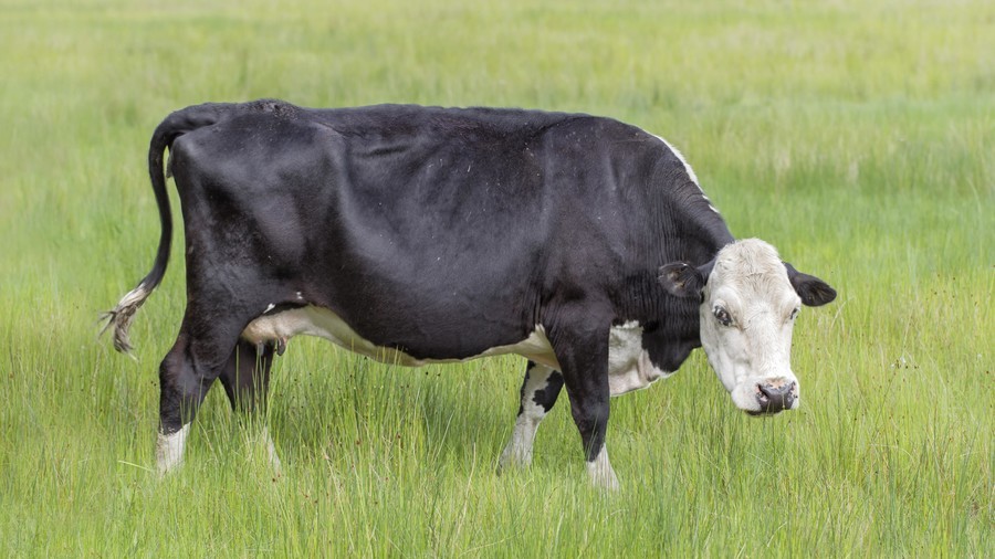 Sexual assault of cows leads pensioner to be banned from all UK farms