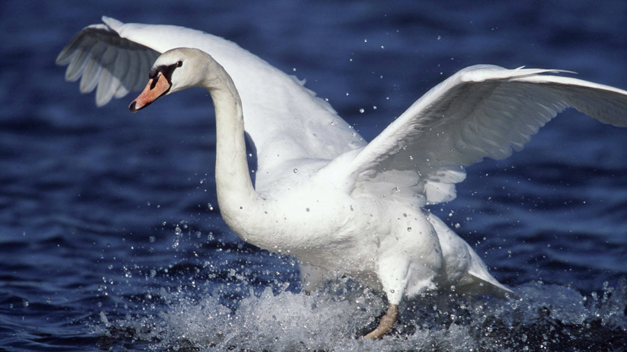 No ‘black swan’ for Russian markets as stocks & ruble ignore US blacklist