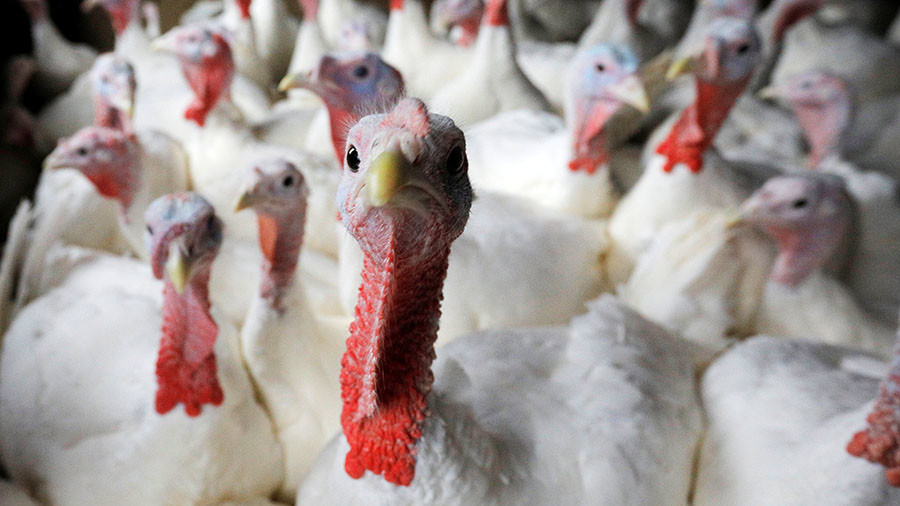 Clucking hell: Ministry of Defence pays £2mn in compensation for scaring animals