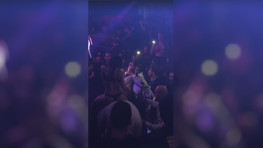 ‘animal Abuse’: Horse Brought Into Miami Nightclub Throws Off Bikini 