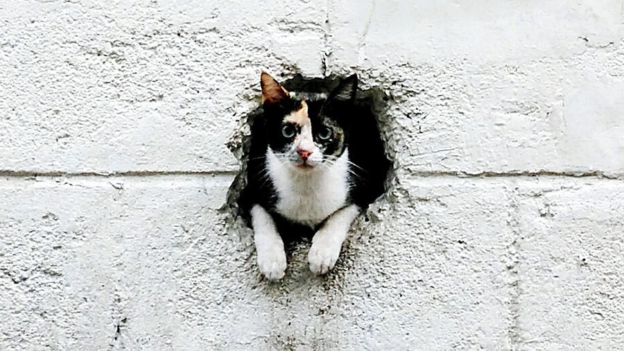 Feline good: Cats given own cellar space in apartment blocks in Russia