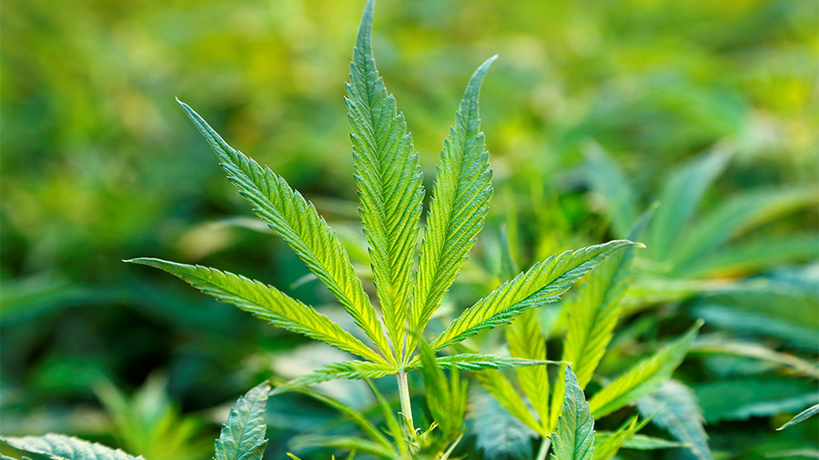 Weed investors descend on Mayfair hotel to talk cannabis legalization