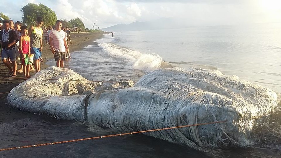 Un'orribile creatura "pelosa" si lava sulla spiaggia delle Filippine (foto)