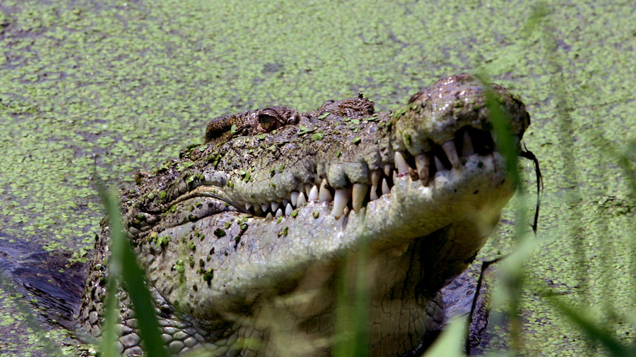 Pastor mauled by giant crocodile during baptismal ceremony