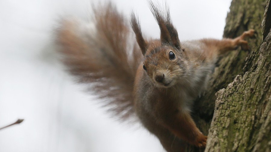 Are humans as stupid as squirrels? RT’s Keiser Report investigates