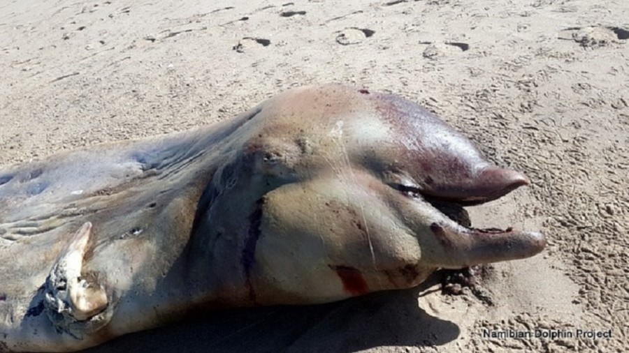 Creature from the deep: Strange sea mammal washes up on African beach (PHOTOS)