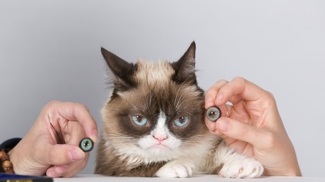 Grumpy Cat, the feline who shot to stardom after a Reddit meme.