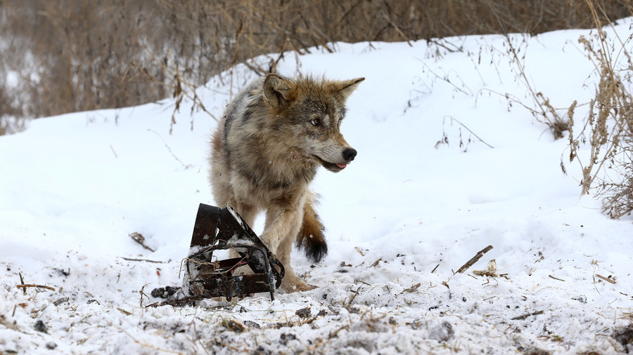 Chernobyl wolves could spread gene mutations outside ...